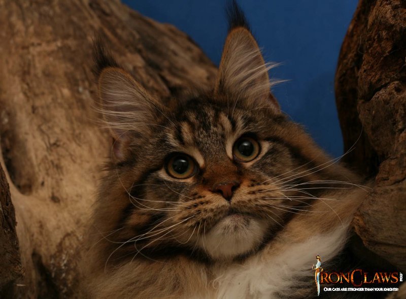 brown-maine-coon-cat-big-lynx-tips-pictures