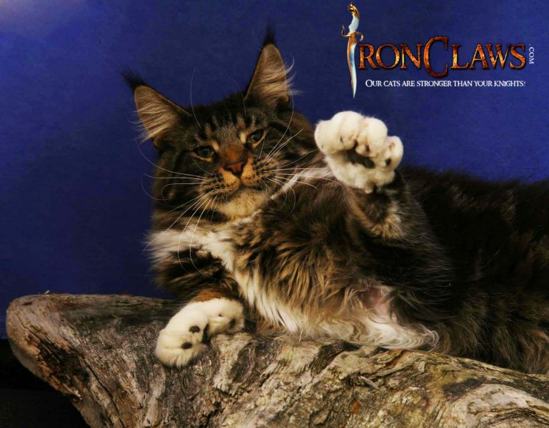 brown-maine-coon-playing-image