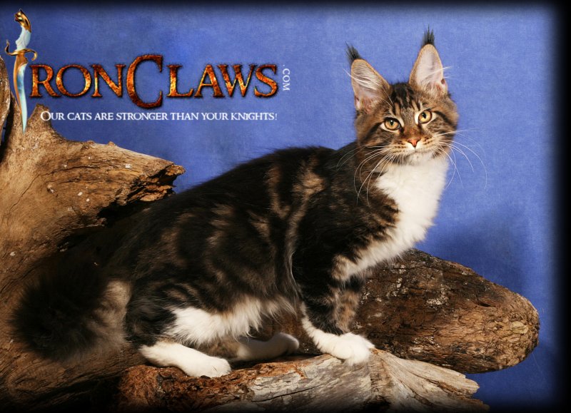 brown tabby maine coon kittens for sale