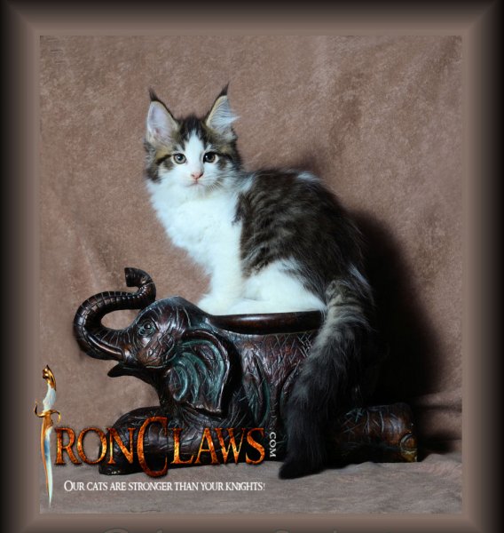 image-brown-classic-maine-coon-kitten-for-sale-vancouver-bc-canada