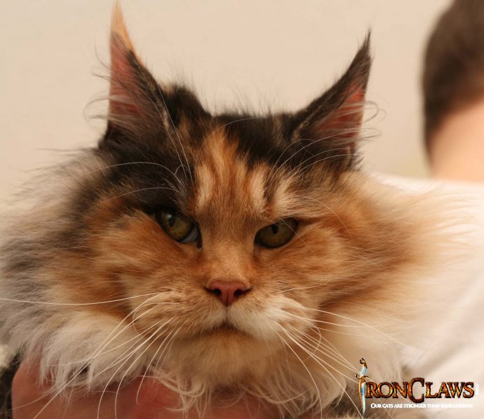 poly-mainecoon-cat_0
