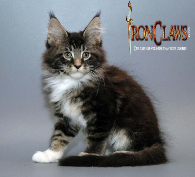 tabby-maine-coon-kitten-classic-brown