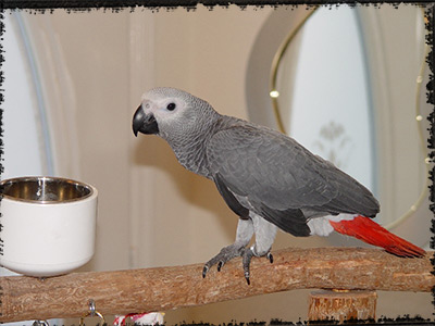 Our African Grey Katia