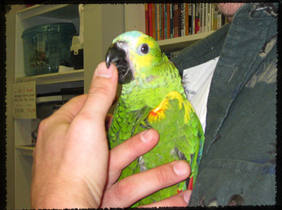our blue fronted amazon Raya
