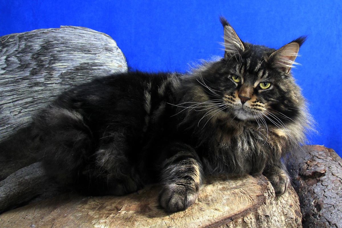 Extreme maine coon cat Vancouver