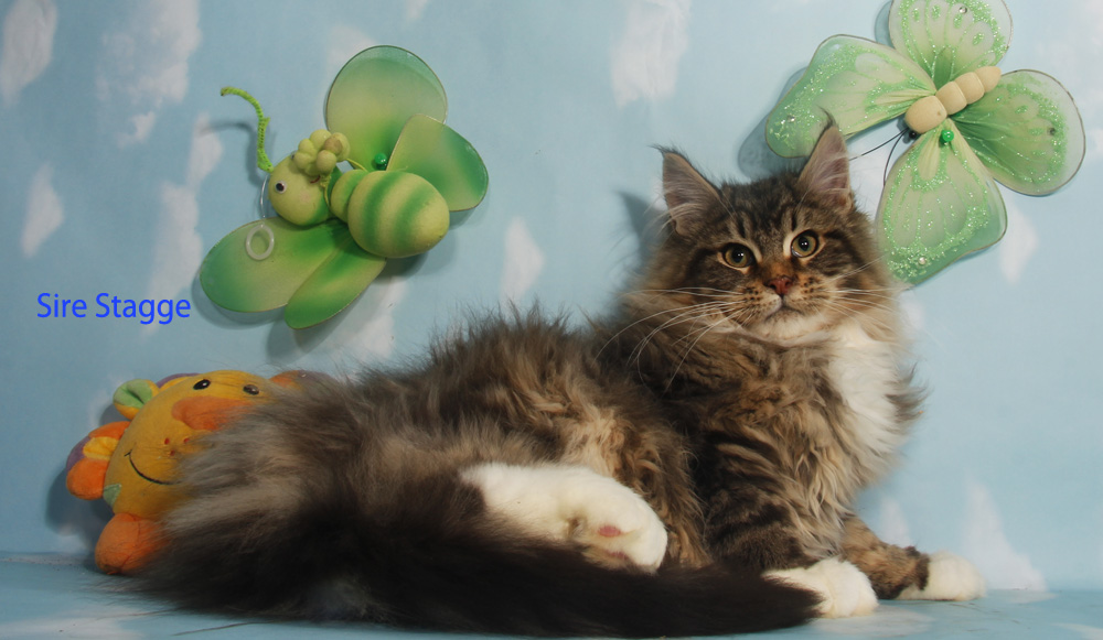 Kittens | Iron Claws Cattery specializing only in Maine Coons