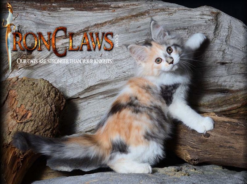 adorable-maine-coon-kitten-for-sale-surrey-bc-canada