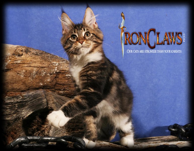 brown-and-white-classic-maine-coon-kitten