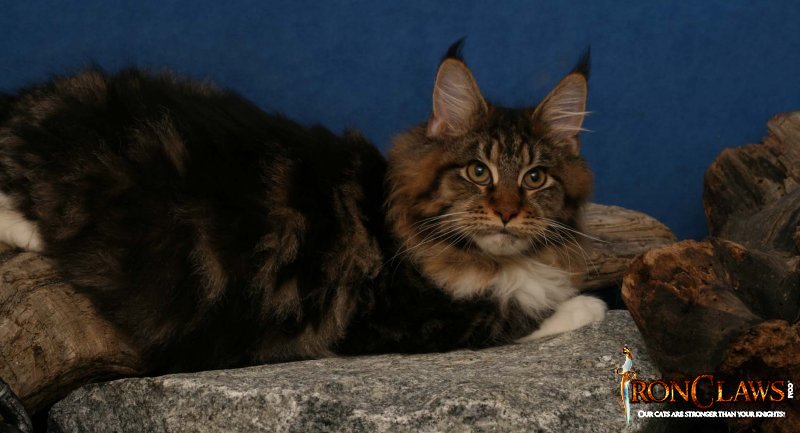 brown-and-white-maine-coon-cat-image