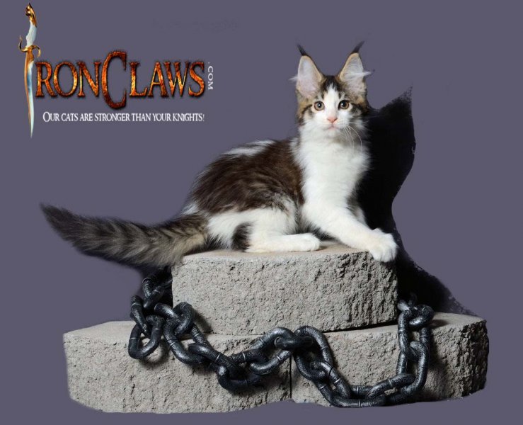 brown-and-white-maine-coon-kitten-for-sale-vancouver-bc