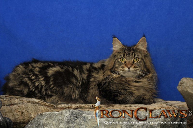 brown-classic-maine-coon-image