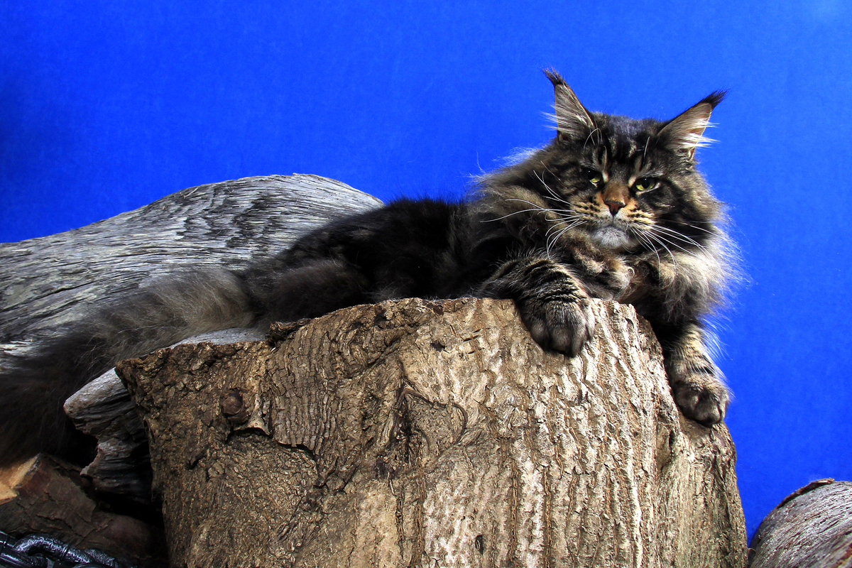 brown classic maine coon