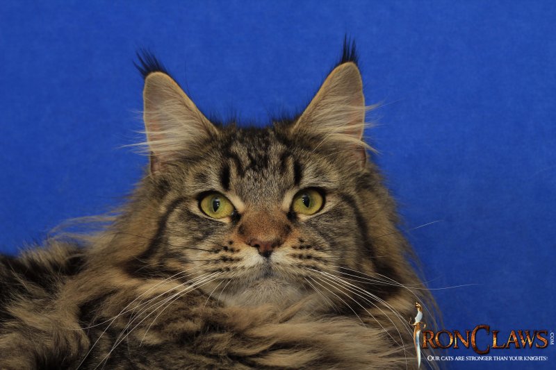 brown-maine-coon-image