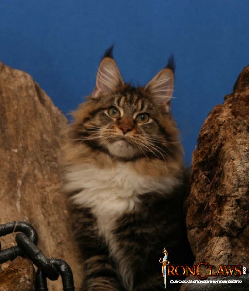 brown-maine-coon-kitten-pictures
