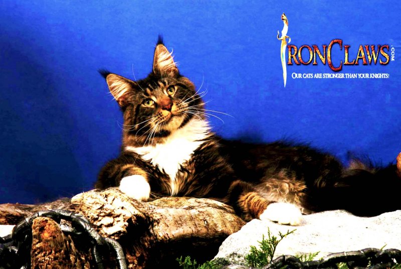 brown-maine-coon-with-white-image