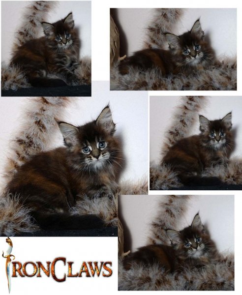 brown-patch-maine-coon-cat-for-sale-texas-usa