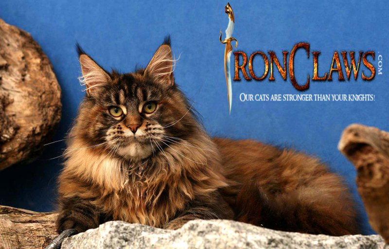brown-patch-maine-coon-huge-cat_1