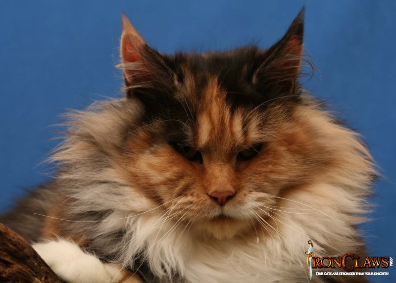 brown-patch-polydactile-maine-coon_0