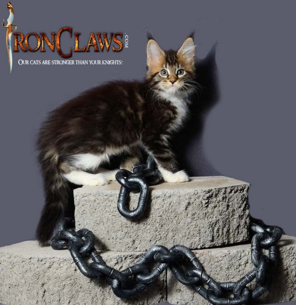 brown-tabby-and-white-maine-coon-kitten-for-sale-british-columbia-surrey