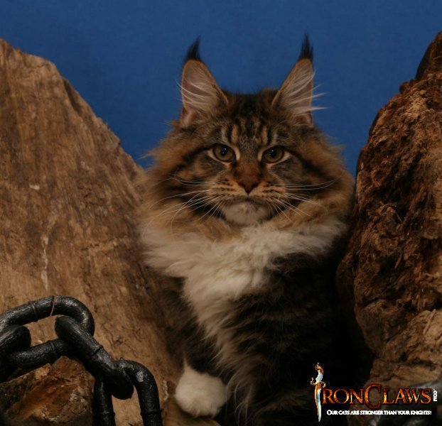 brown-tabby-maine-coon-cat-image