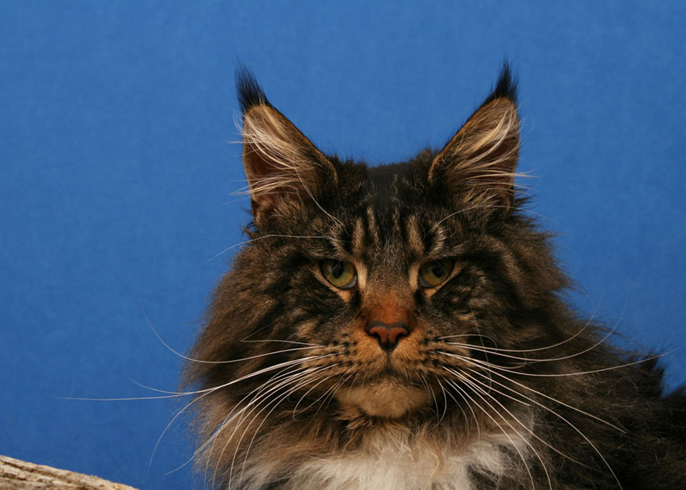 brownclassic extreme maine coon for sale