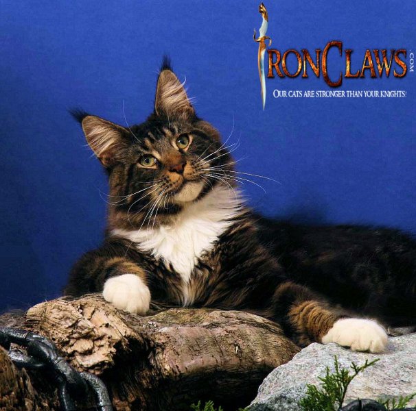 classic-brown-tabby-maine-coon-for-sale-langley-bc
