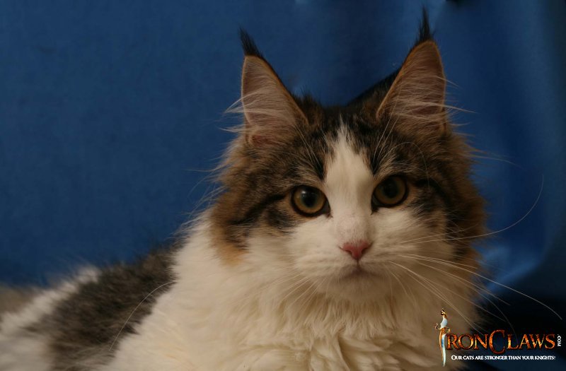 high-white-maine-coon-cat-image