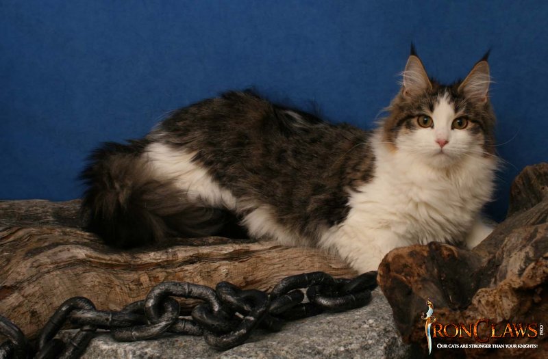 high-white-maine-coon-cat