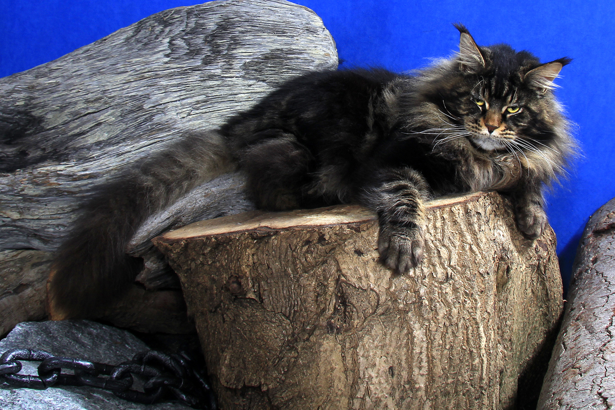 large maine coon cat