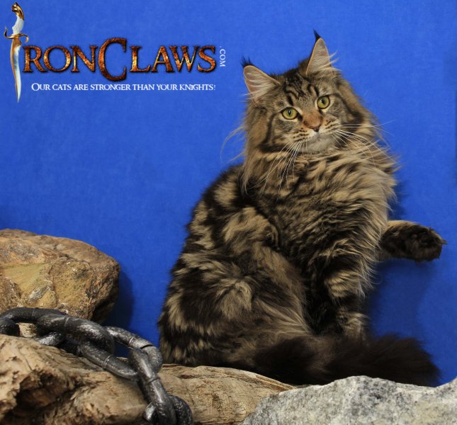 large-maine-coon-image