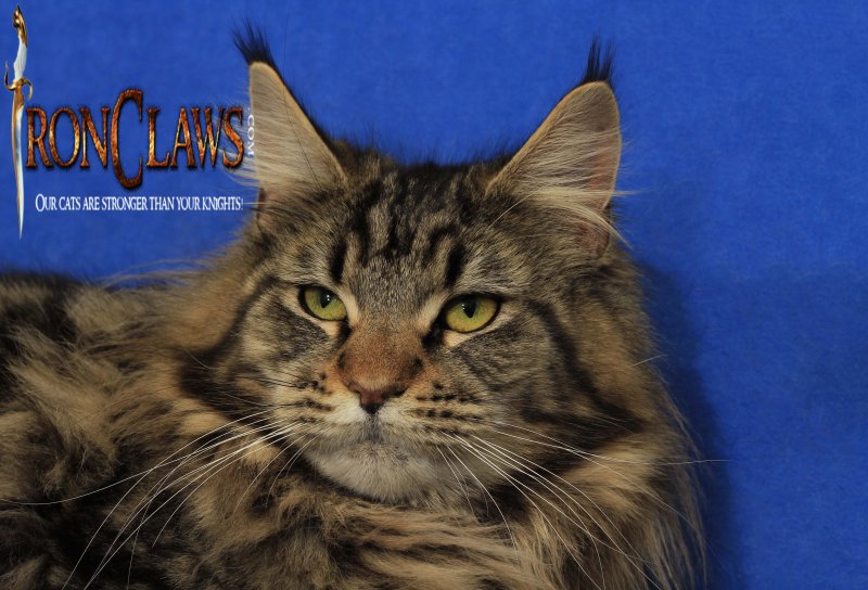 maine-coon-cats-for-sale