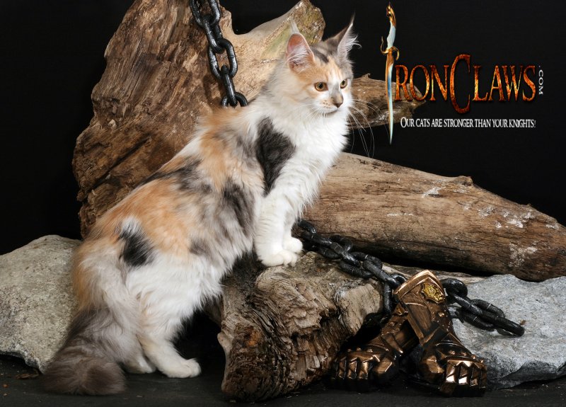 maine-coon-kitten-red-tabby-for-sale-washington