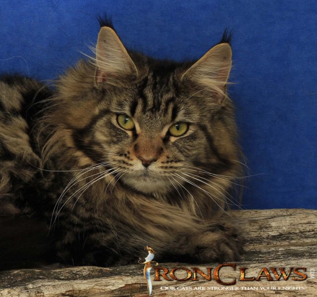 maine-coon-kittens-for-sale-british-columbia