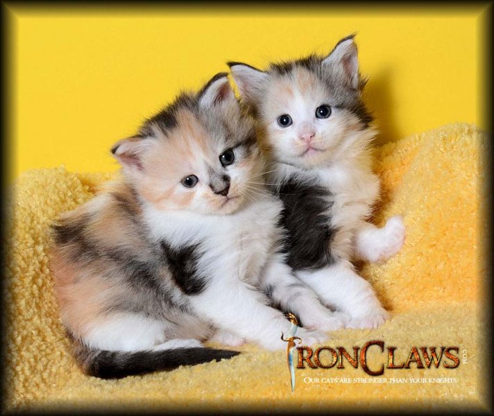 maine-coon-kittens-for-sale-image-canada-british-columbia