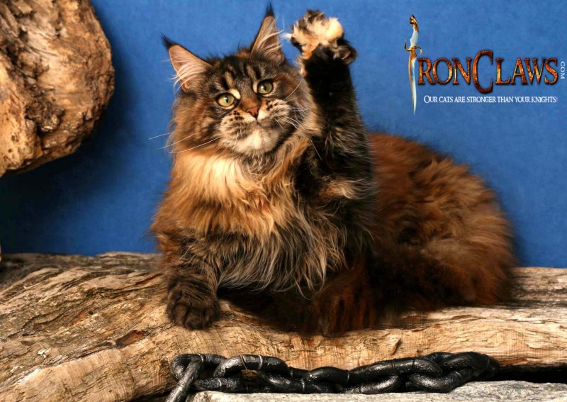 mainecoon-cat-playing_1