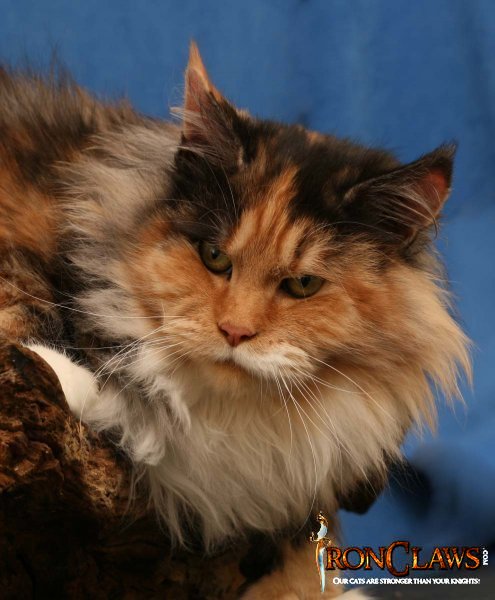 poly-maine-coon-cat_0