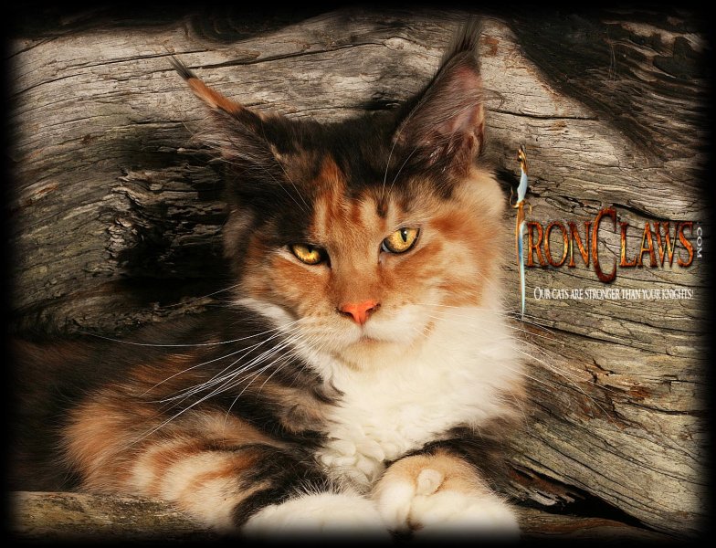 polydactyl-maine-coon-kitten-for-sale