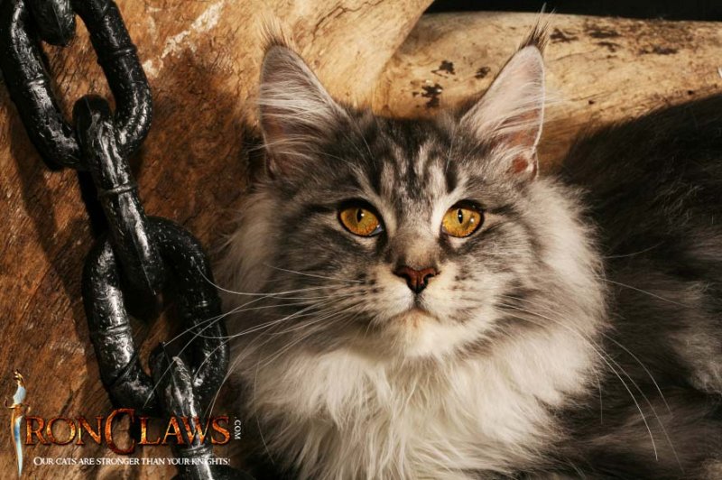 silver-maine-coon-cat-for-salekitten-for-sale-image-canada