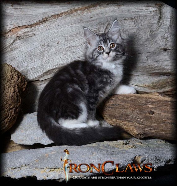 silver-maine-coon-kitten-for-sale-image-picture