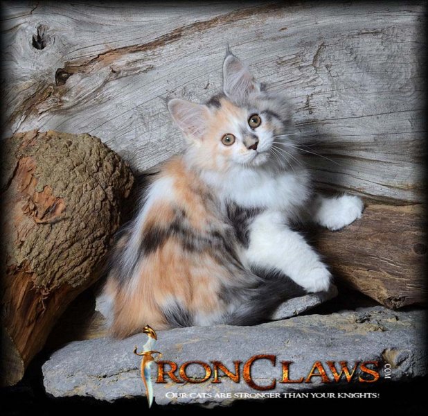 white-maine-coon-kitten-image-for-sale-canada-british-columbia
