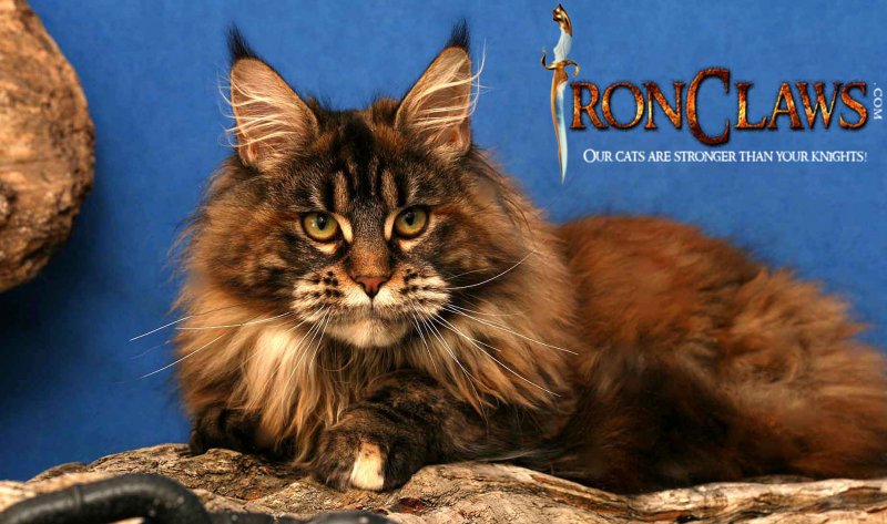 wild-looking-maine-coon-cat-image_1