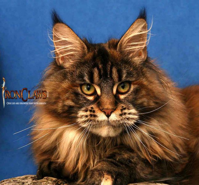 wild-looking-maine-coon-catfor-sale-image